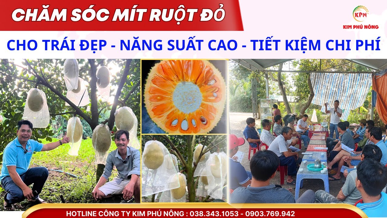 Chăm Sóc Mít Ruột Đỏ Cho Trái Đẹp Năng Suất Cao Tiết Kiệm Chi Phí