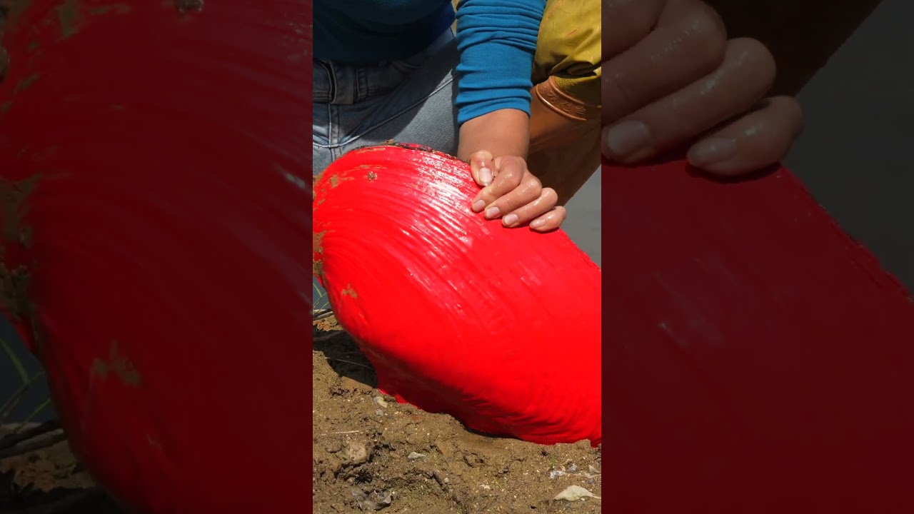 😱😱🪓 Girl Boldly Turns on Red Mutant Giant Clam ❤️