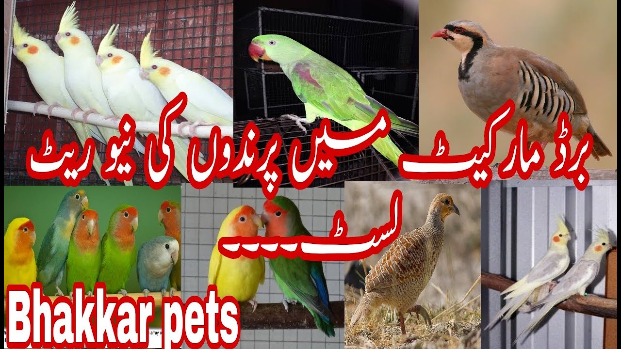 #Birdsbusiness #Birdsnewprice Birds rate list may 2021 updates in Urdu Hindi