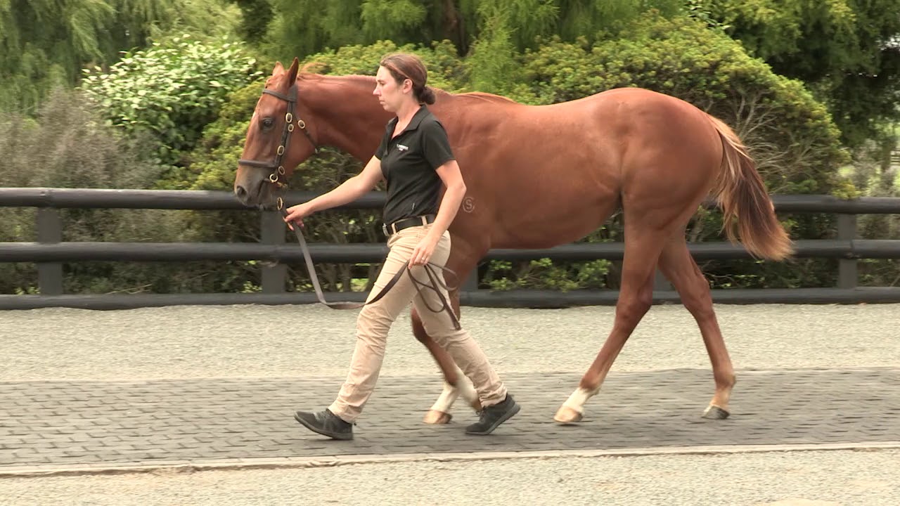 Lot 90: Zoustar (AUS) &ndash; Imanana (AUS), Filly