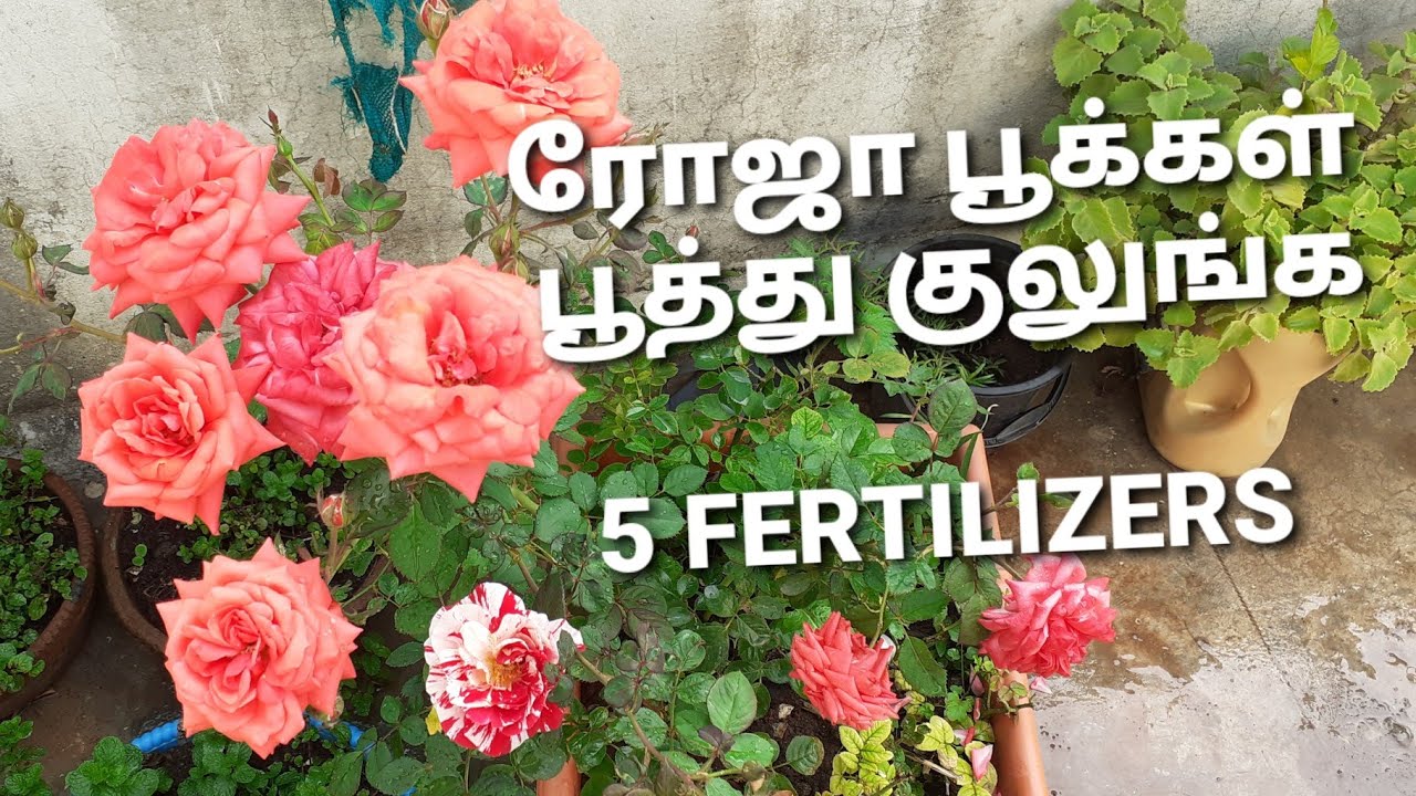 5 effective FERTILIZERS for HEALTHY ROSE plant in Tamil