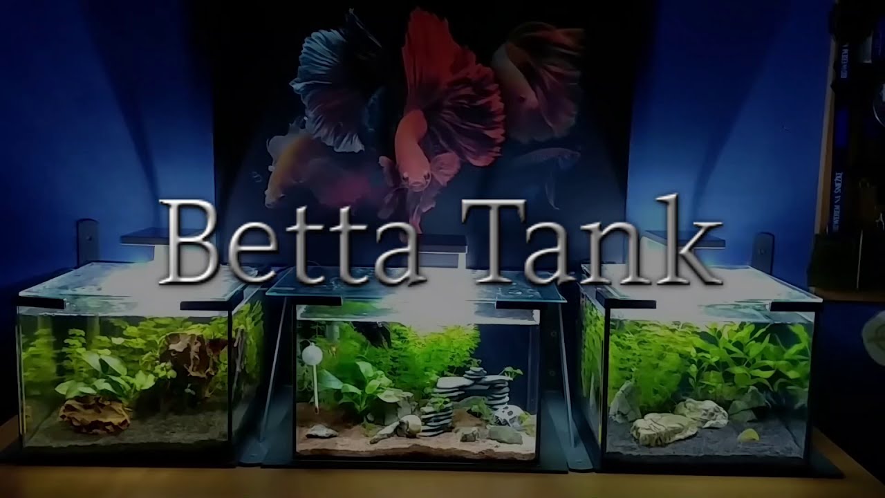 Bojownik CT Black Orchid i jego towarzysz ślimak godzina z życia ujęta w 2 min/ Betta CT