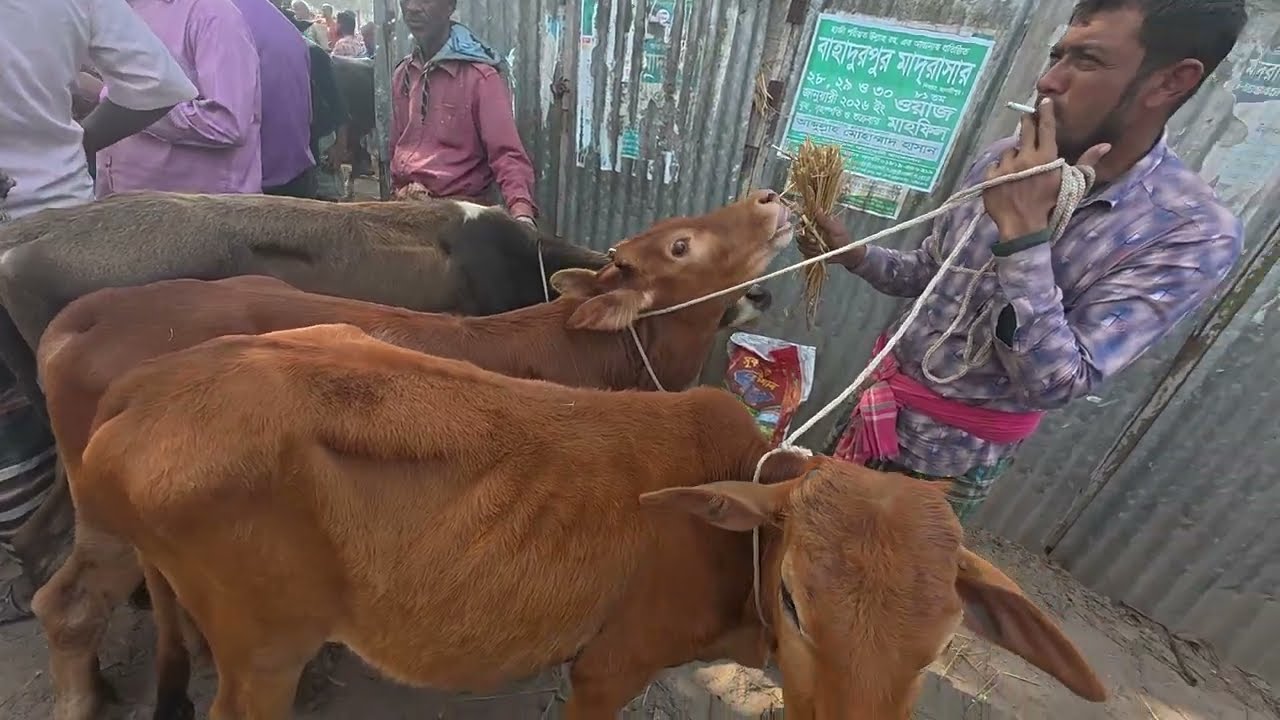 দুধের গাভীর দাম ।। দেখুন সফরমালি গরুর হাটে দুধের গাভী গুলোর দাম কেমন চলছে #দেশিগরু #গরু #goru #viral