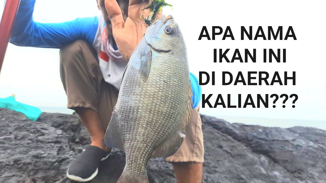 Mancing Baronang || Strike Ikan Langka Sea Chub