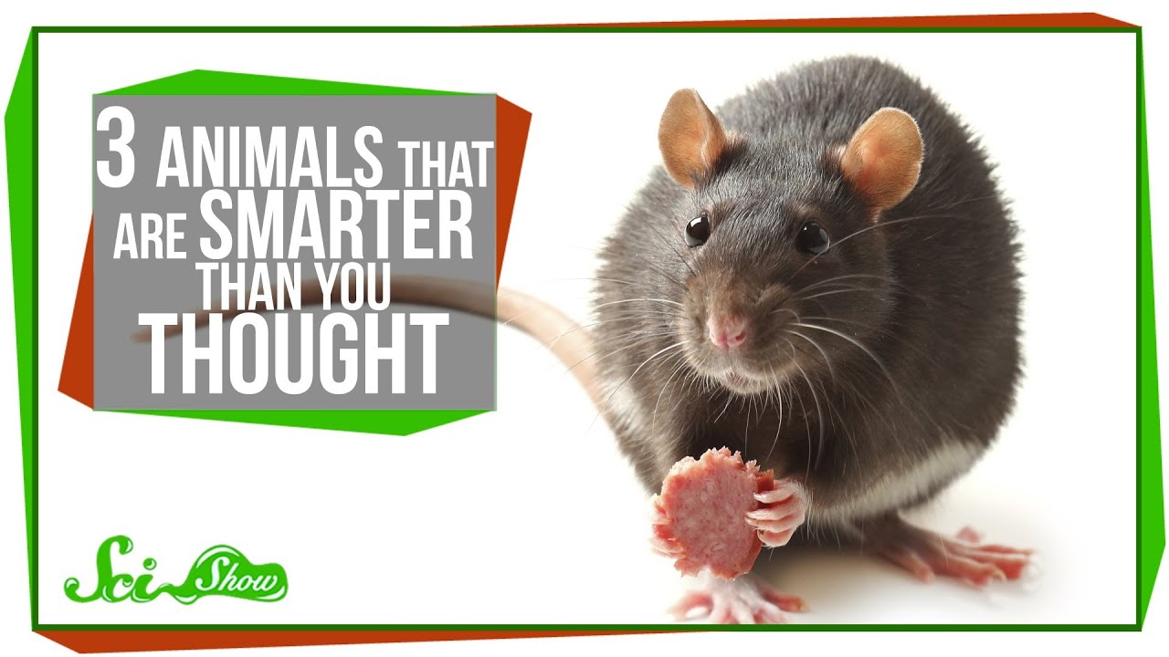 3 Animals That Are Smarter Than You Thought