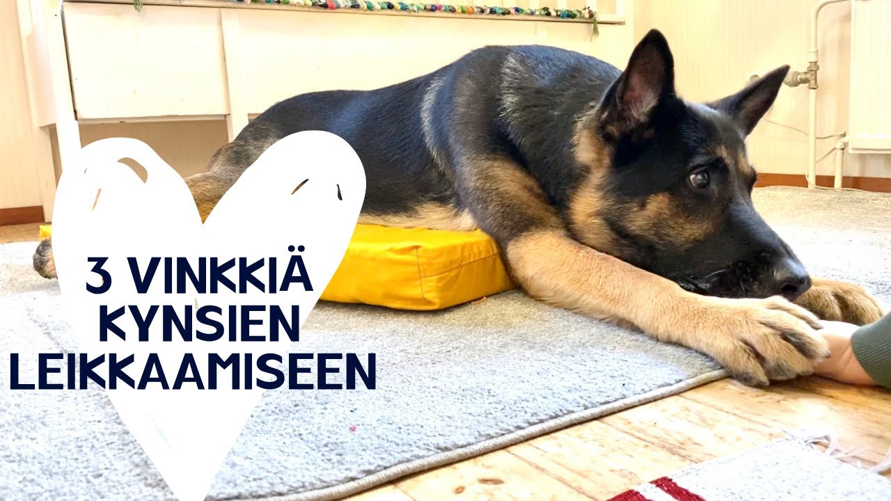 Koiran kynsien leikkaus - kolme vinkkiä koiraystävälliseen kynsihoitoon