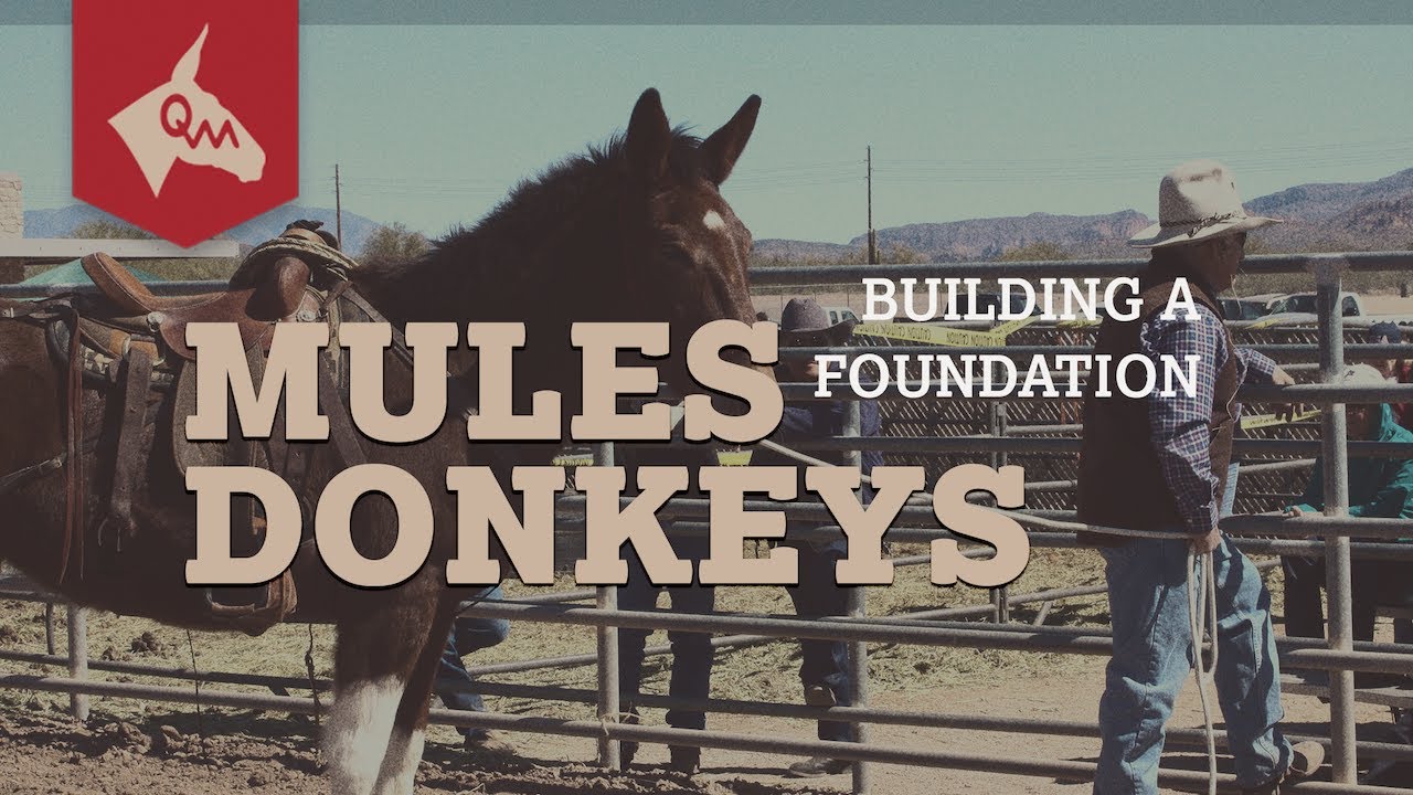 How to Halter My Hard to Catch Mule (Works for Donkeys)