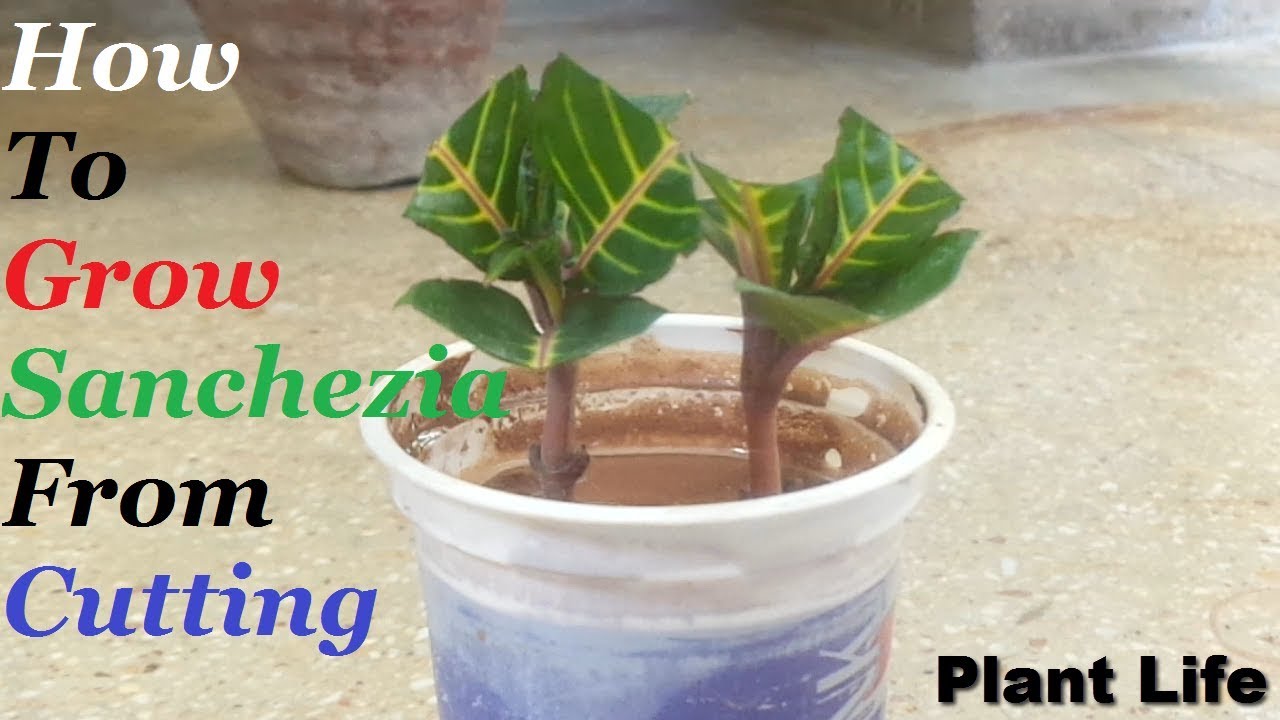 How to Grow Sanchezia Plant From Cutting Beautiful House Plant