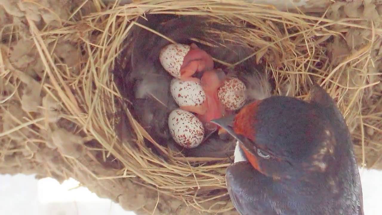 20160716 ツバメの子育て ３羽目の雛が誕生しました