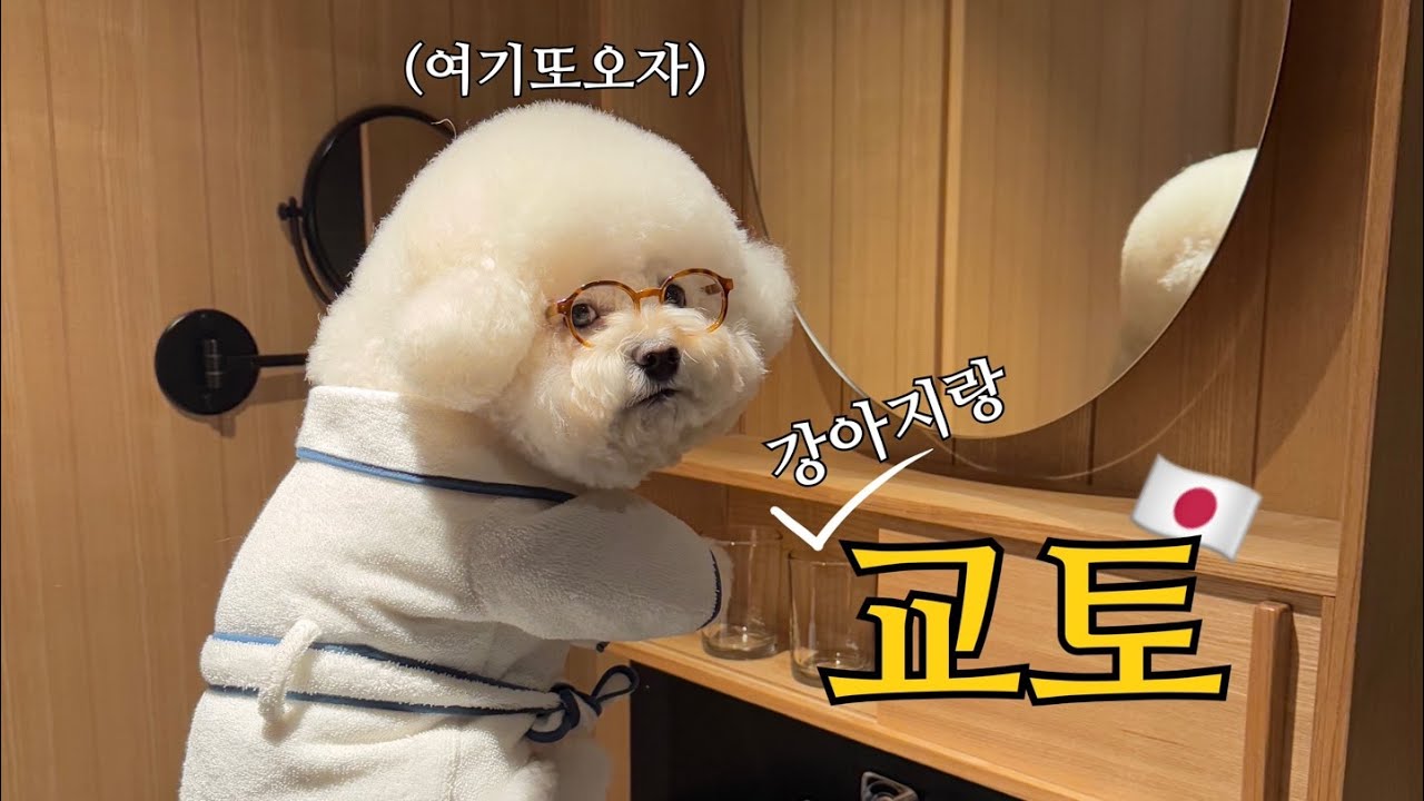강아지랑 '교토' 다녀왔습니다🇯🇵 카페, 레스토랑까지 동반 가능한 호텔