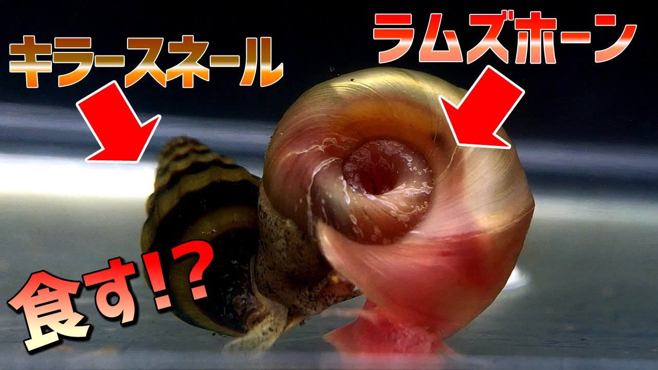 キラースネールは大型ラムズホーンを食べるのか検証【水槽に大発生するスネール駆除の生体】