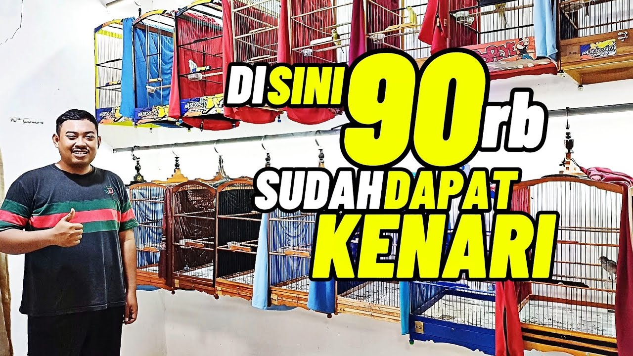 Review KENARI MURAH‼️Di sini 90rb sudah dapat KENARI...