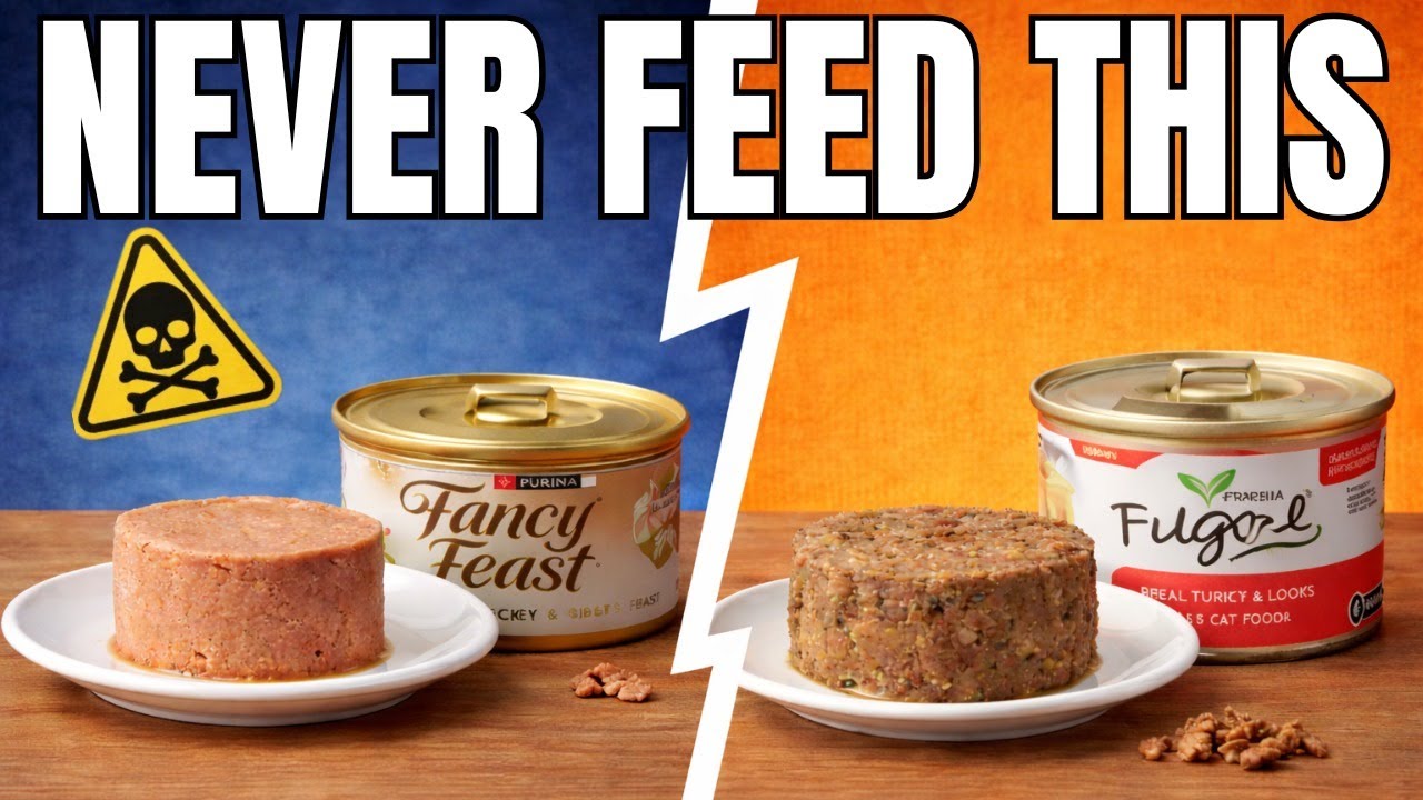 Wet Cat Food INGREDIENTS You Should NEVER Feed Your Cat (SENIORS - PAY ATTENTION)