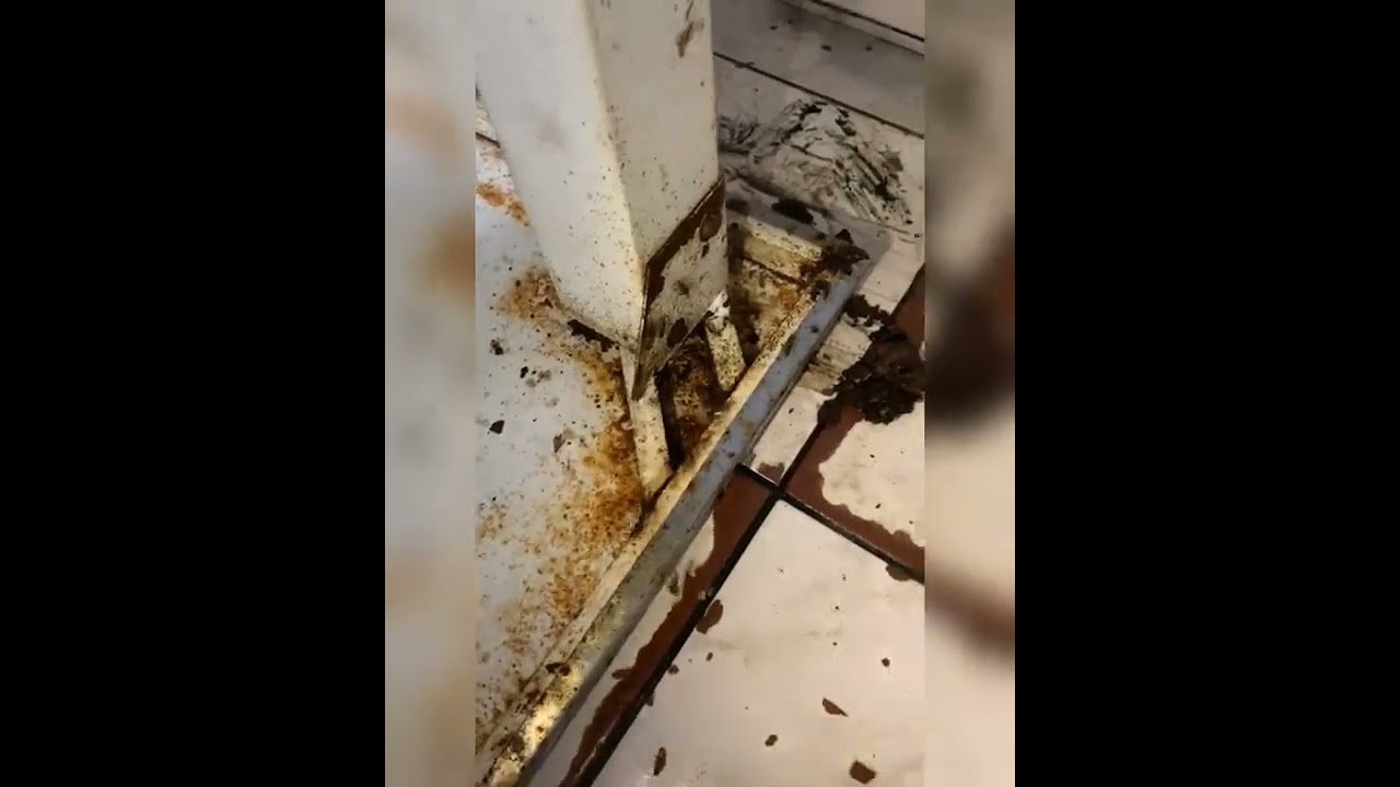 Controle de baratas francesinhas