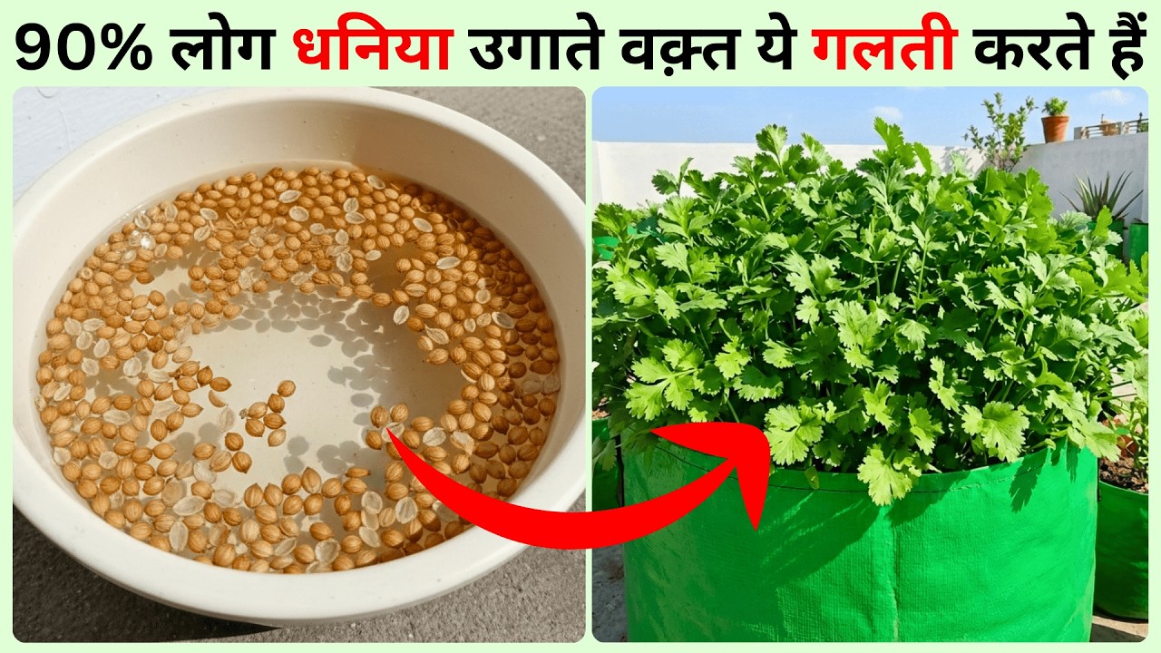 धनिया कैसे उगाये? बीज लगाने से लेकर धनिया काटने तक पूरी जानकारी