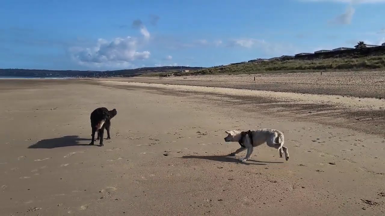 Incontro cani in Normandia