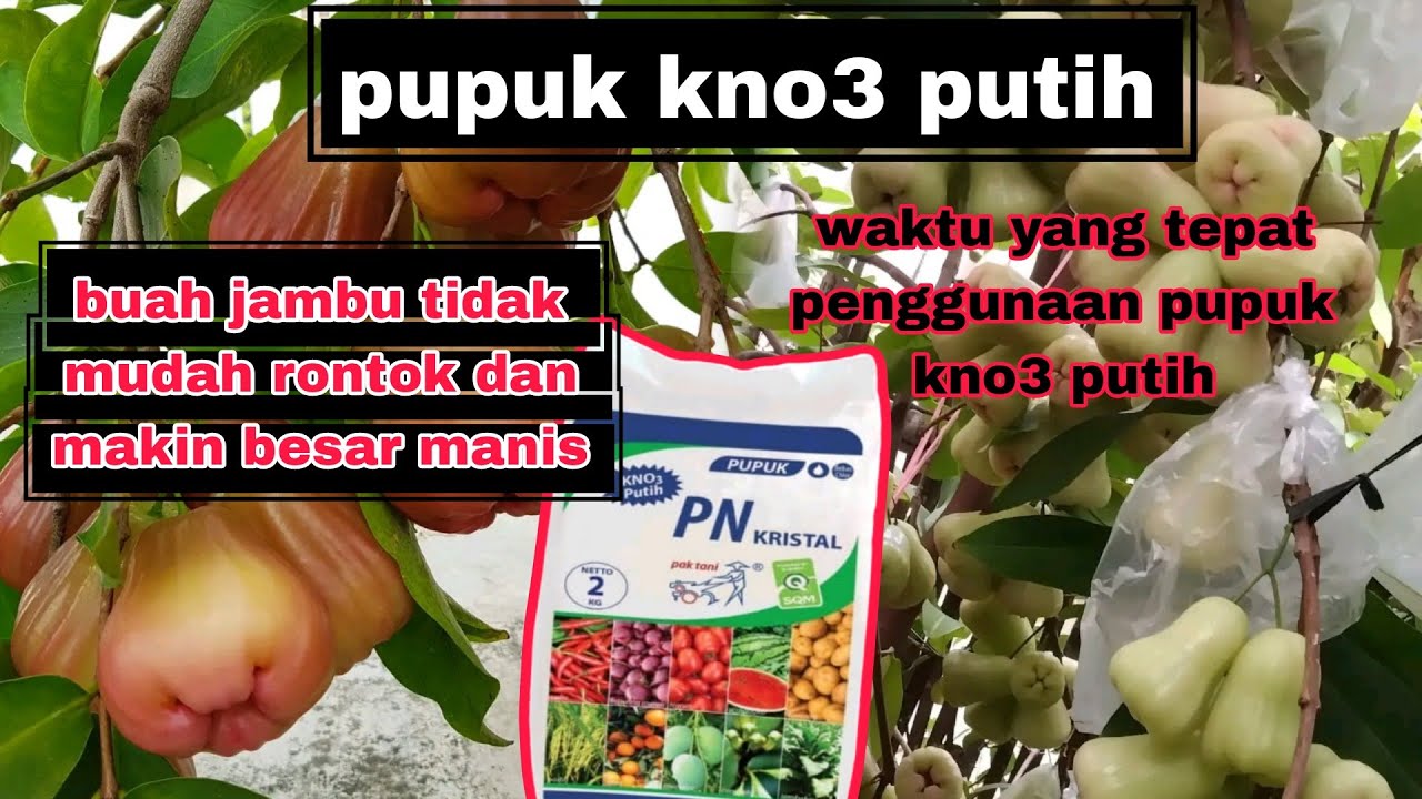 Waktu Yang Tepat Penggunaan Pupuk Kno3 Putih Untuk Pohon Jambu Air, Buah Tidak Rontok Dan Manis