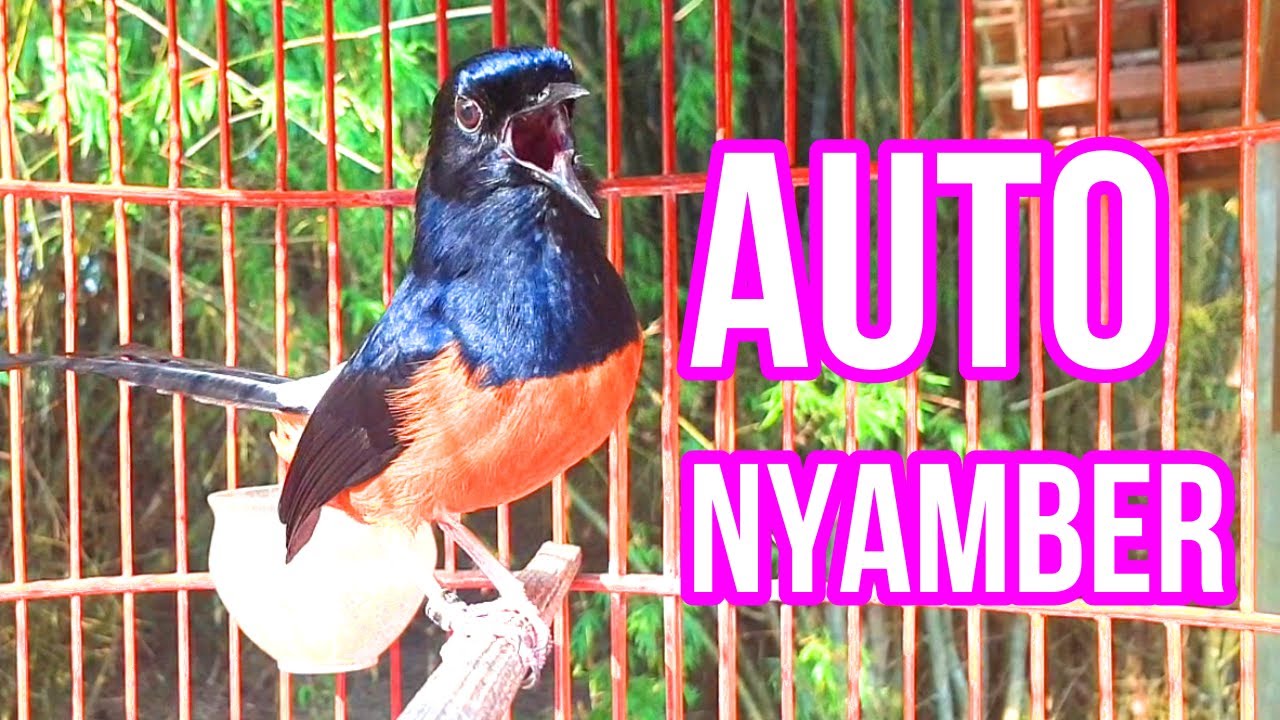 SEKETIKA LANGSUNG NYAMBER dan IKUT NGAMUK dengan murai batu ini