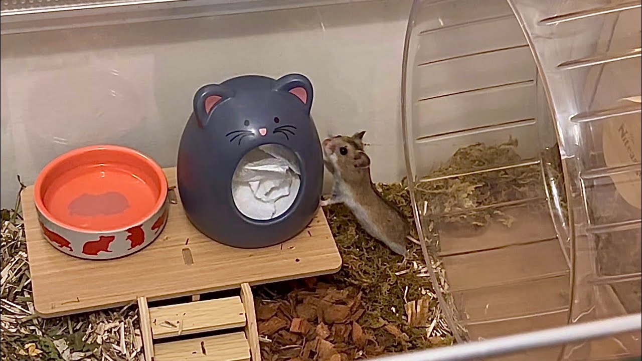 Chinese hamster Ina explores her second hamster enclosure setup ❣️