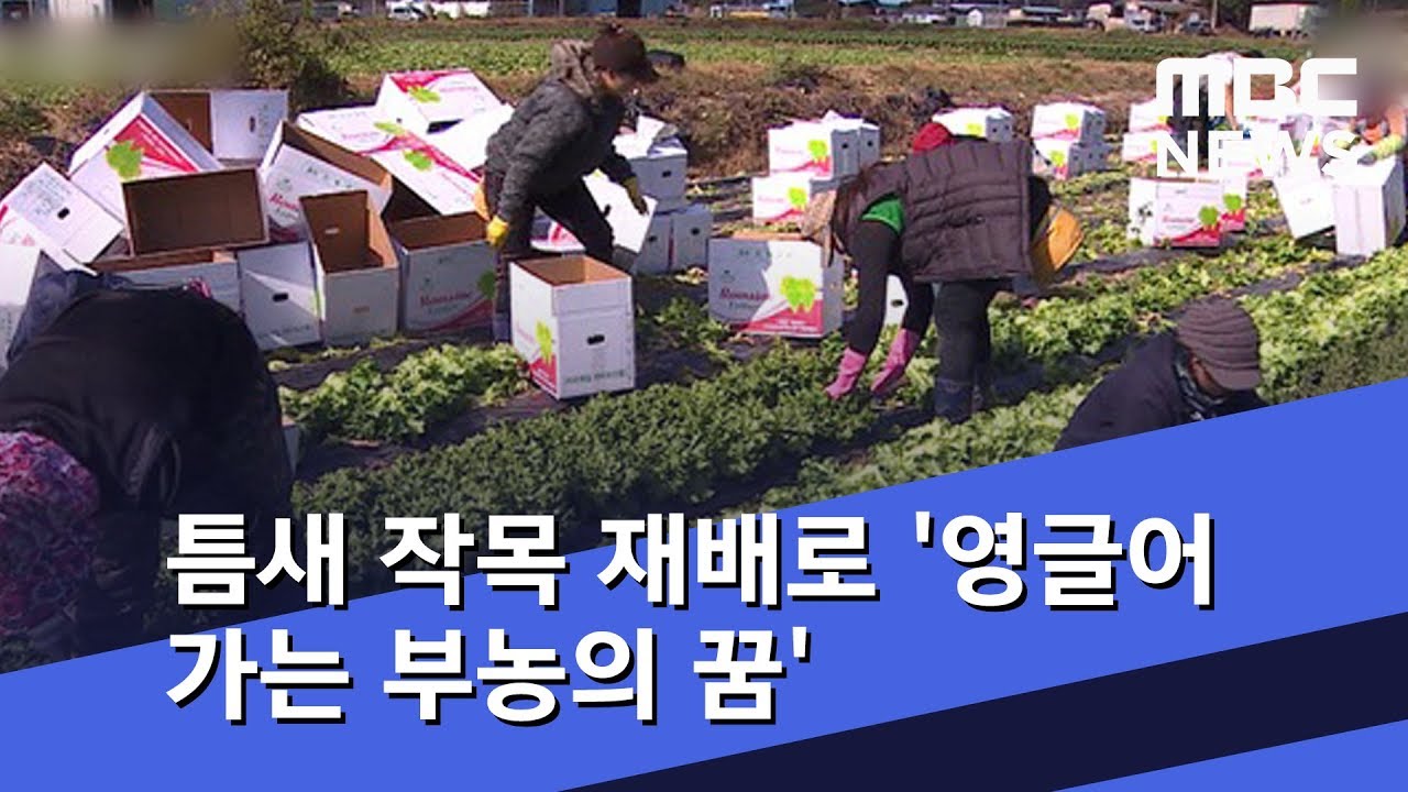 틈새 작목 재배로 '영글어 가는 부농의 꿈' (2018.11.24/뉴스투데이/MBC)