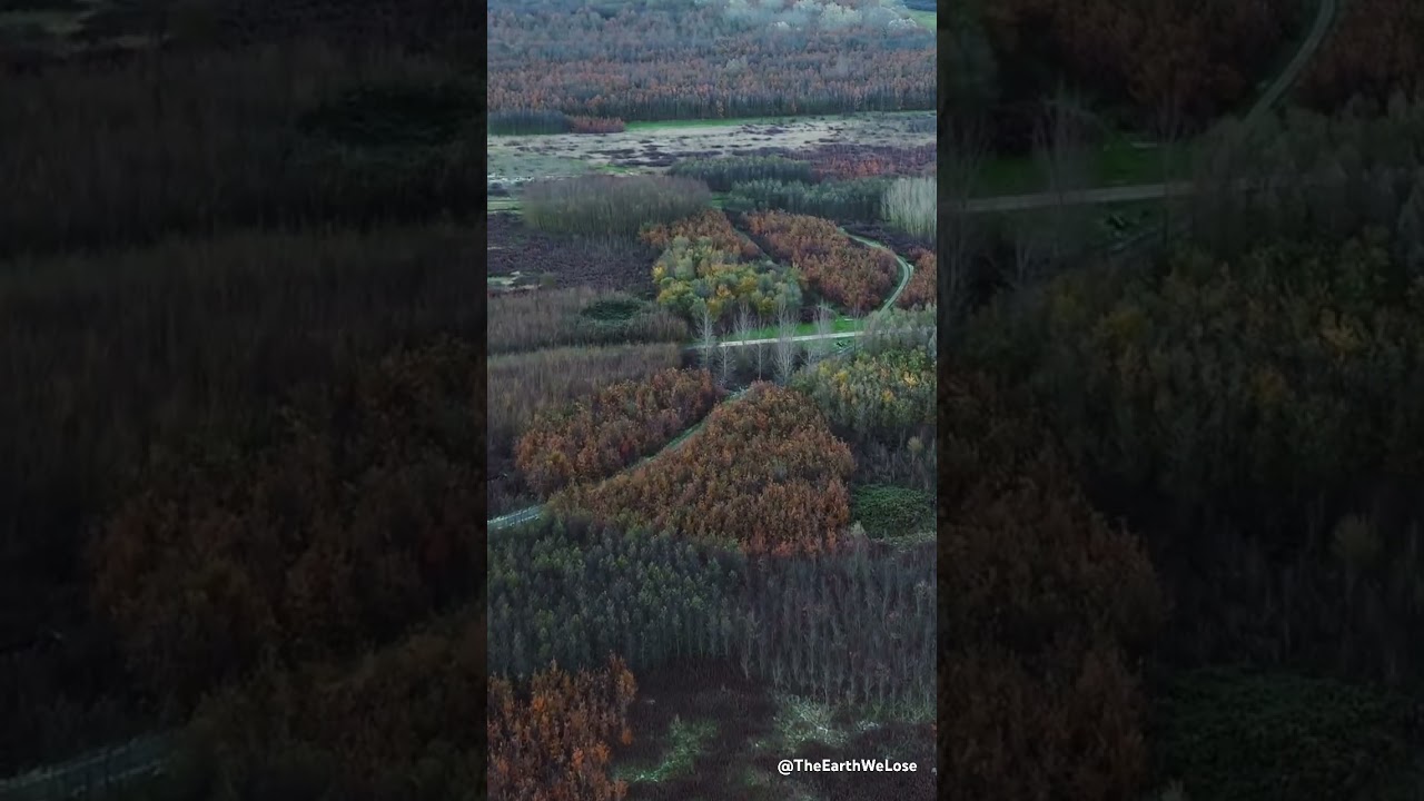 Bentwoud autumn 2024 - Cinematic Drone Video