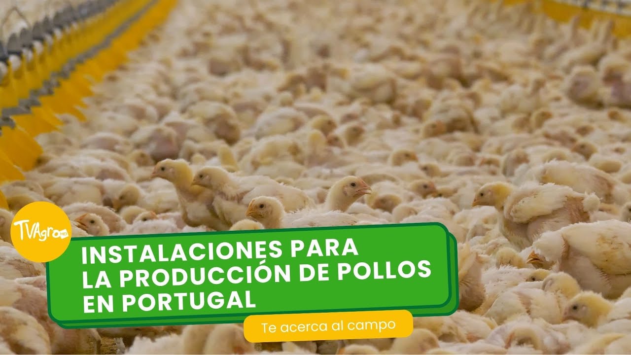 Instalaciones para la producción de pollos en Portugal - TvAgro por Juan Gonzalo Angel Restrepo