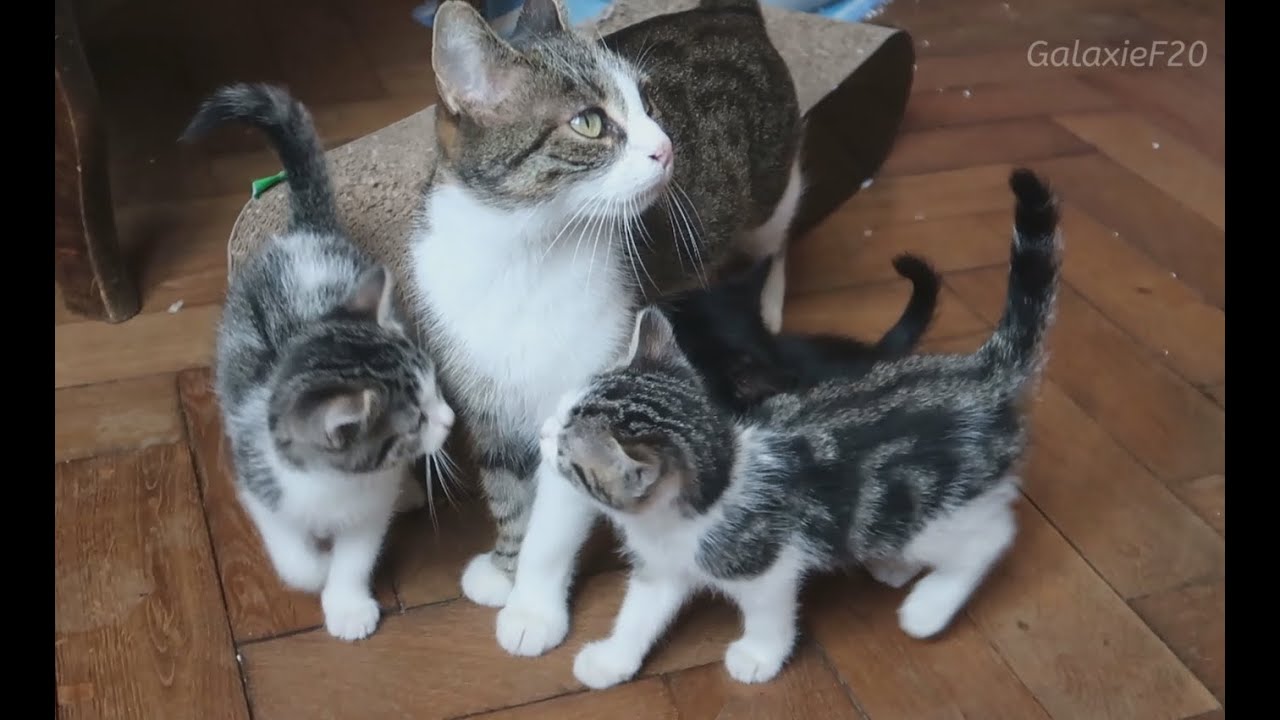 M&egrave;re chatte et ses petits (3)