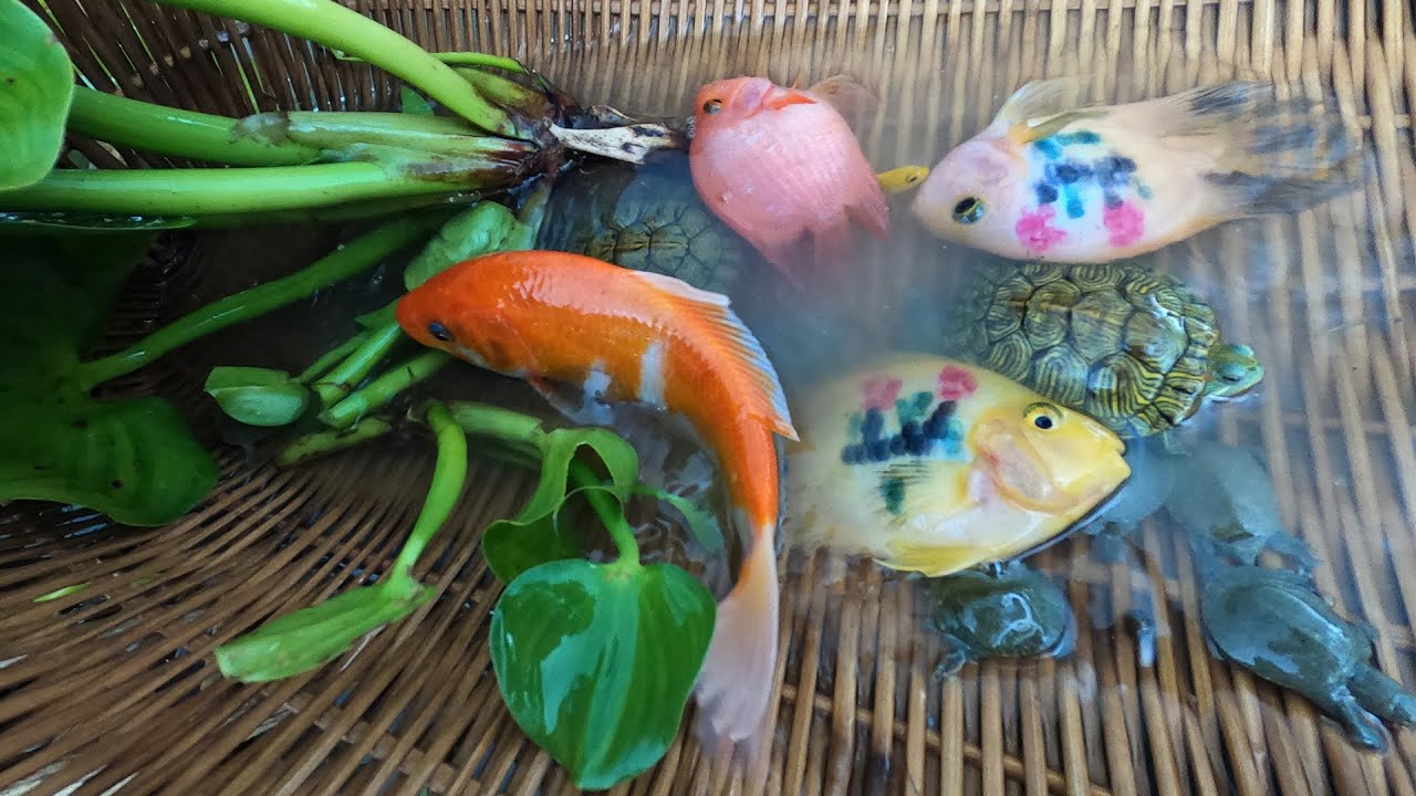 Everyone Come to fish hunting with me| KOI,Turtle,Soft-Shelled Turtle and unknow name beautiful fish