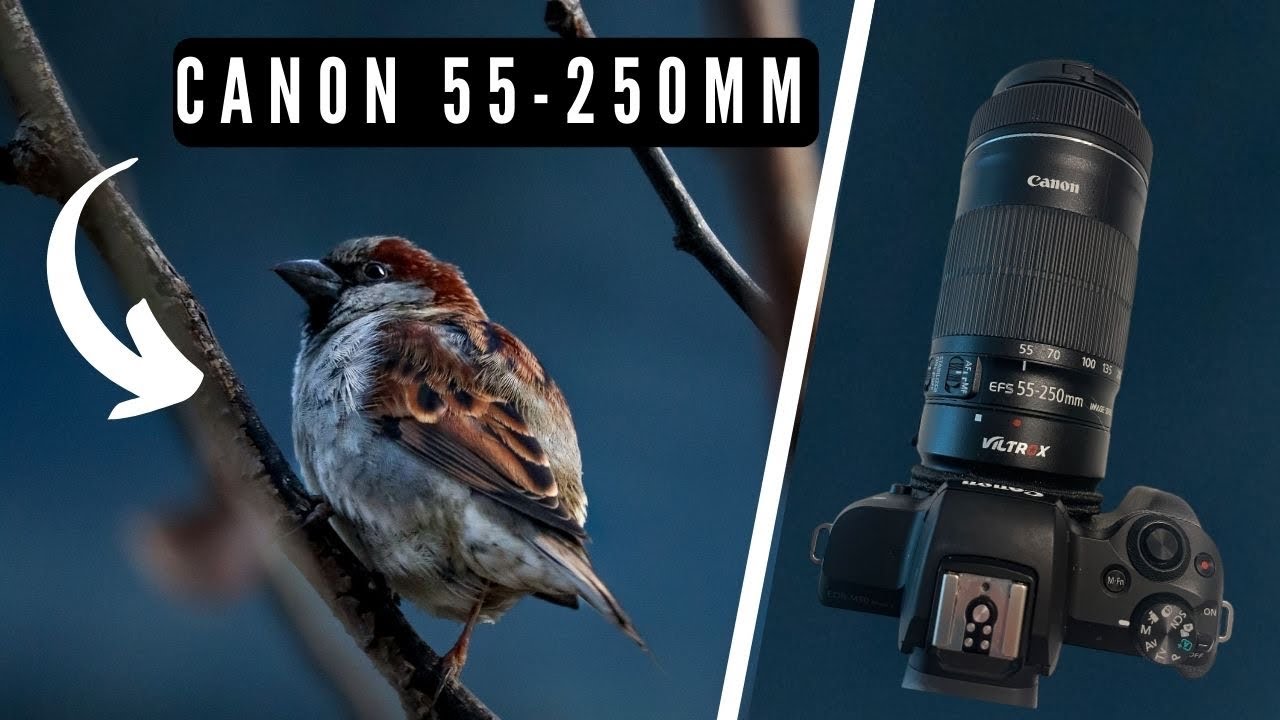 Morning Bird Photography - Canon 55-250mm STM Lens | Photo Walk