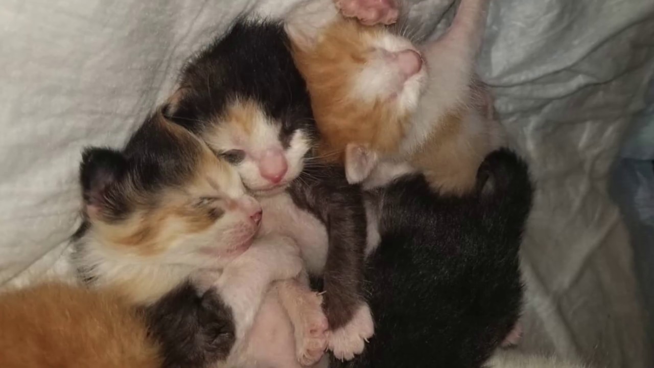Cat Mom Callie and her kittens