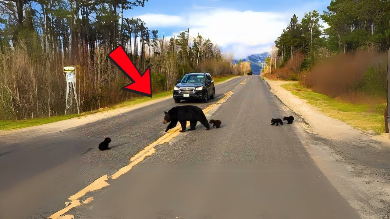 Police Help Bear Family Trapped on Road &ndash; Unbelievable Rescue Video!