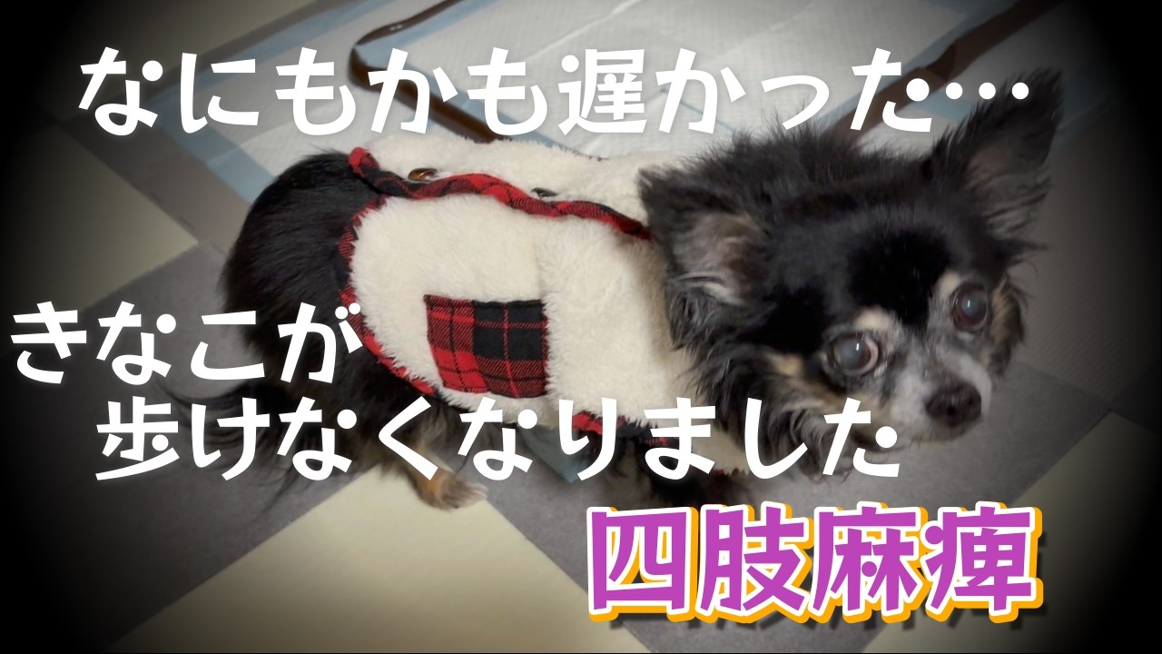 ＃126きなこが歩けなくなりました【きなこが病と闘った生きた証⑤】【四肢麻痺】
