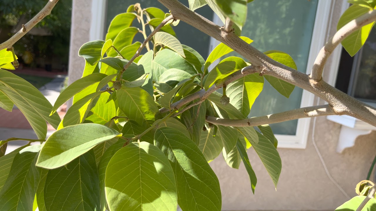 Cherimoya fruit Growth Stages