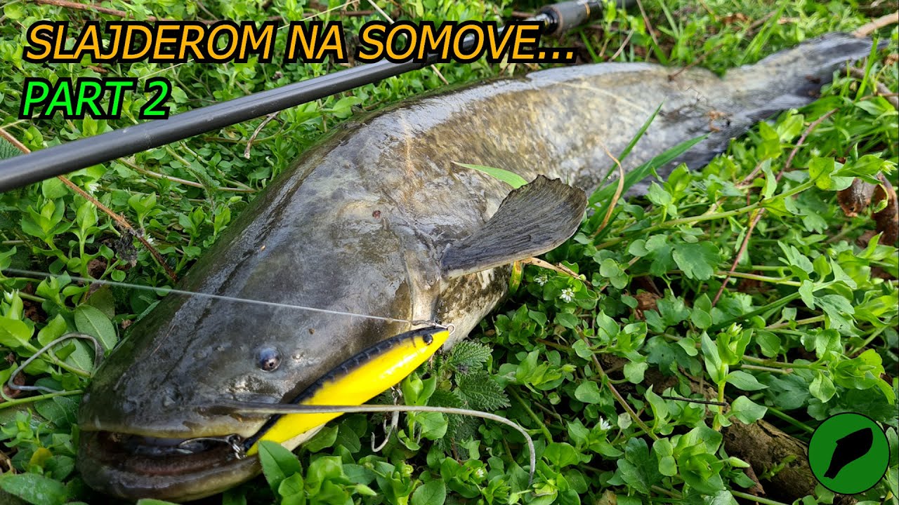 🐟 Poludeli SOMOVI!!! 2.DEO 🐟 Pecanje 