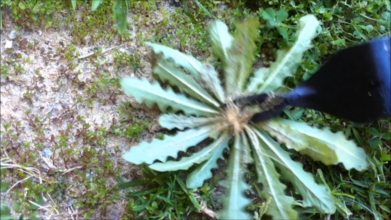 How To Remove a Weed Using a 2-Prong Weed Removal Tool