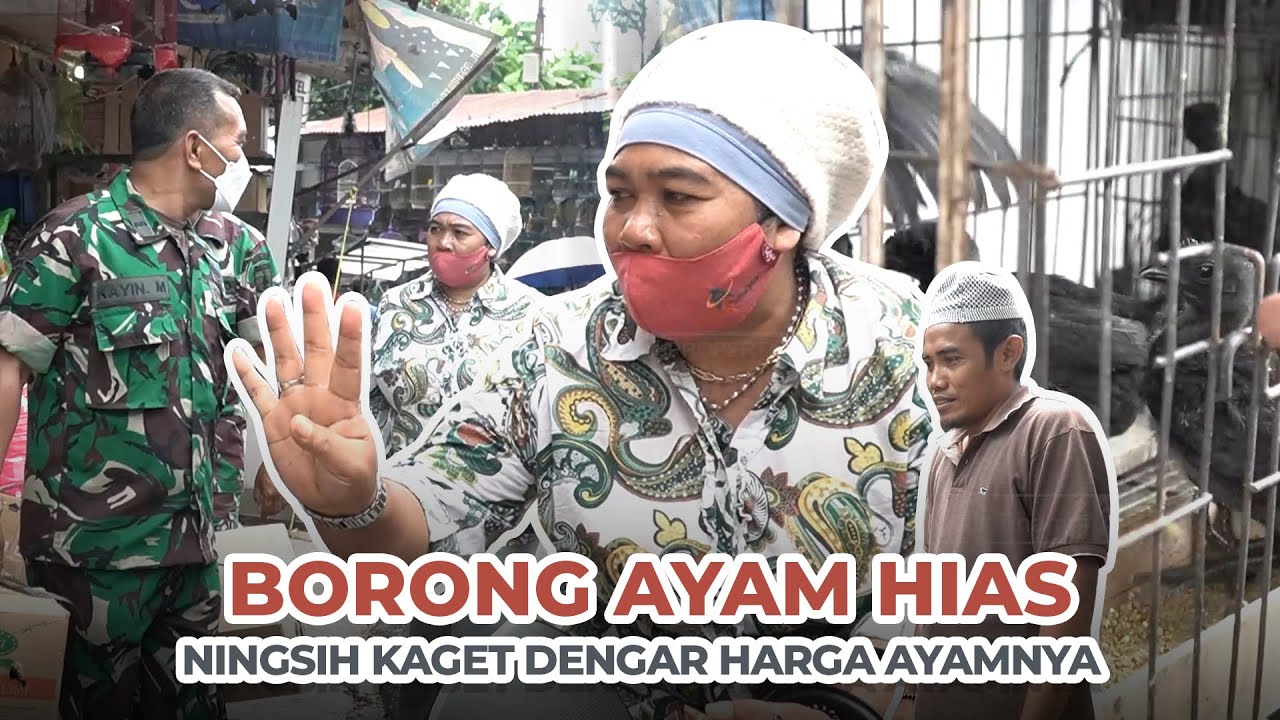 GREBEK SPLINDIT & BORONG AYAM HIAS