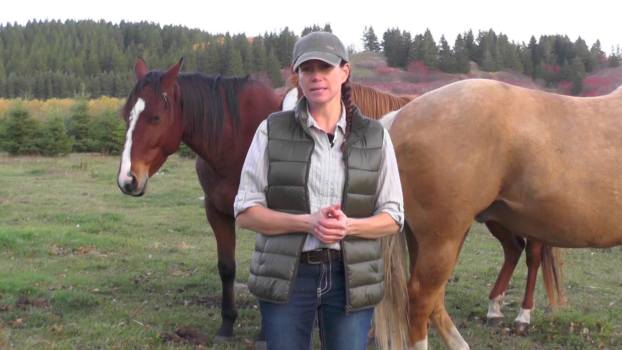 Vous avez un cheval qui ne se laisse pas approcher en liberté?