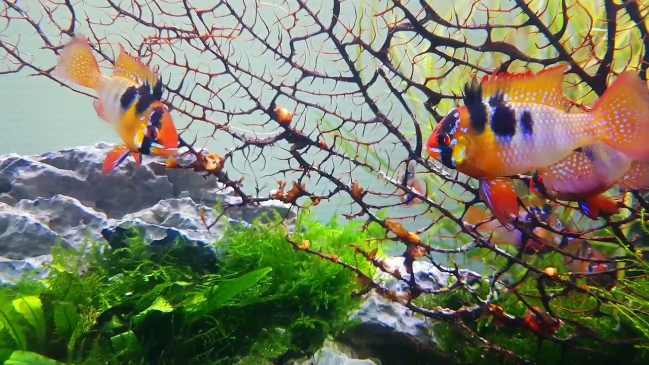 The ram cichlid - Mikrogeophagus ramirezi