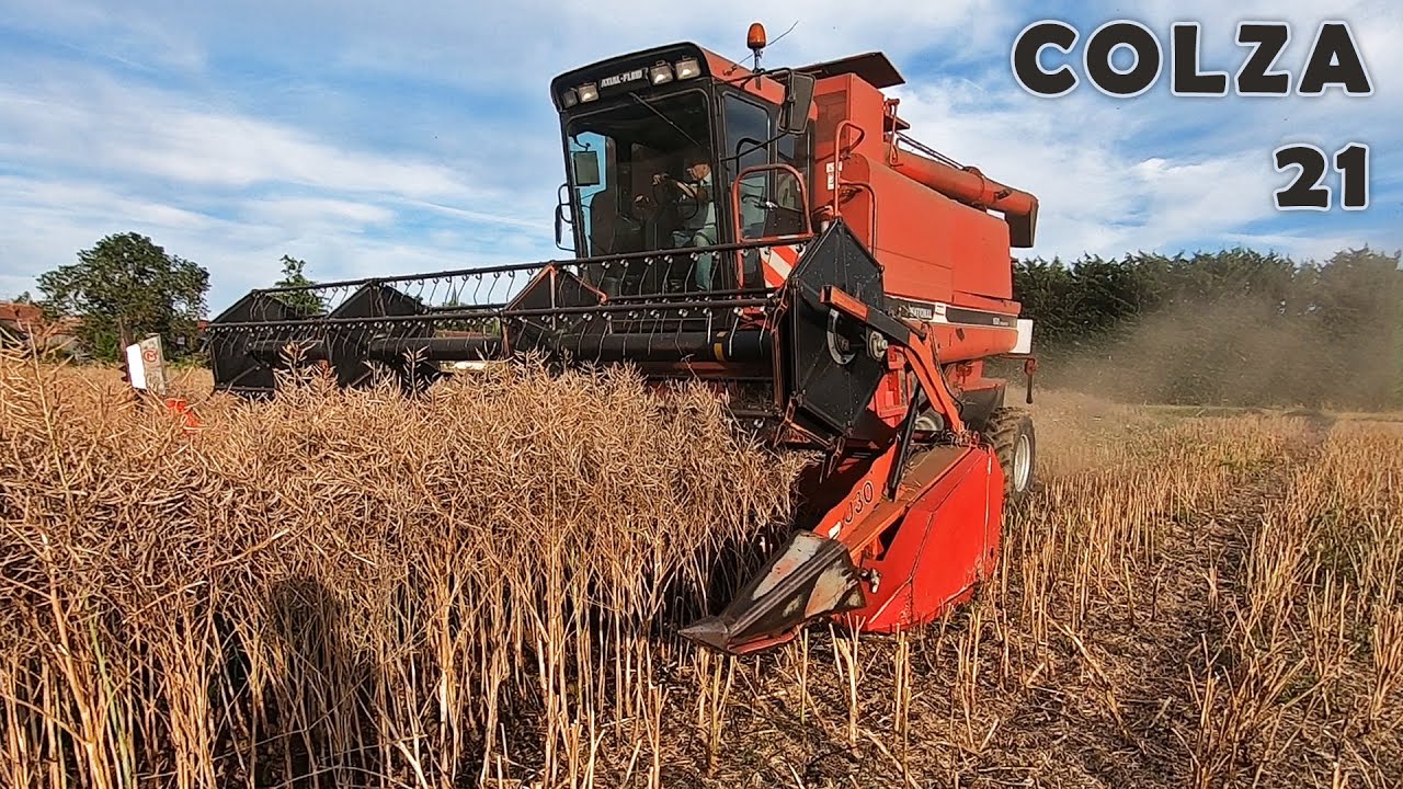 La moisson du colza - 2021