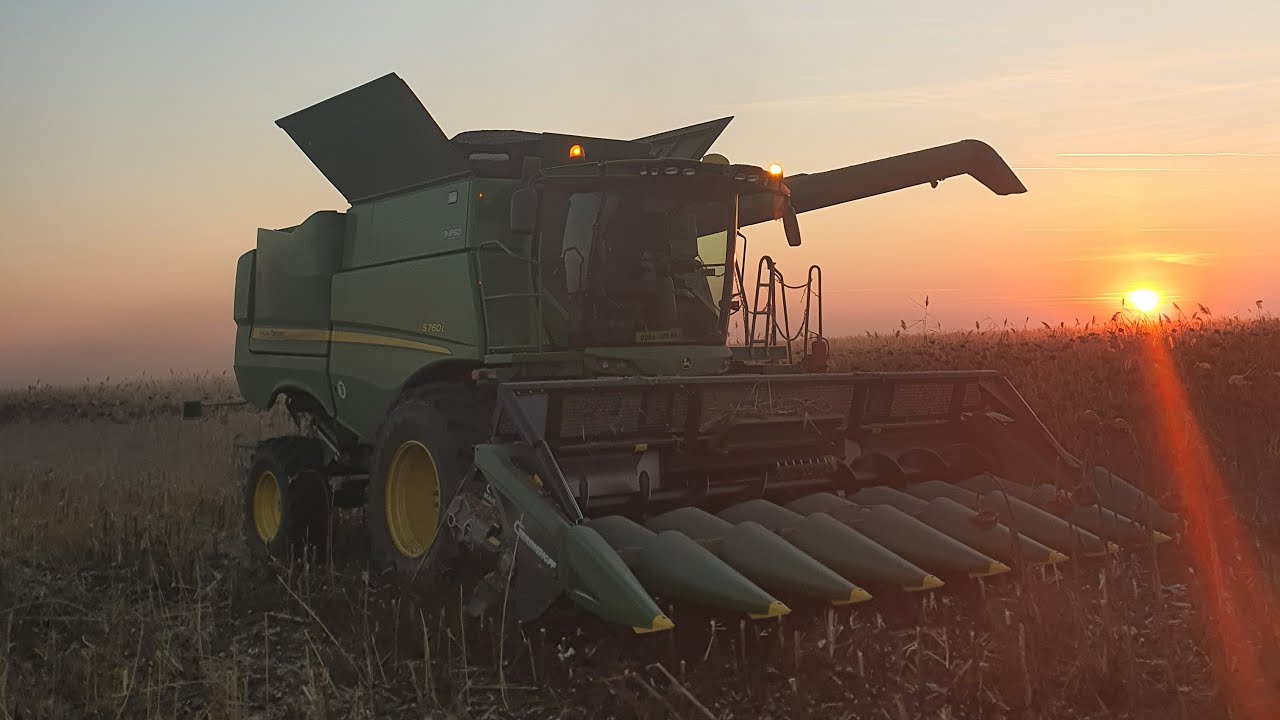 Я снова собираю подсолнухи 🌻🌻🌻