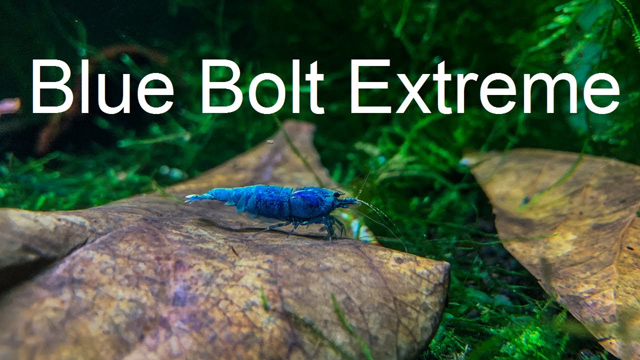 Amazing Blue Bolt Extreme Taiwan Bee Shrimp - Caridina cf Cantonesis grazing on an Almond Leaf