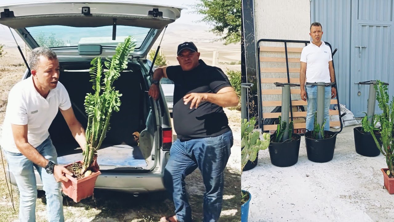 رحلة معى أشجار تنين درجون فروت طلب من أحد المتابعين القناة dragon fruit  0761842179