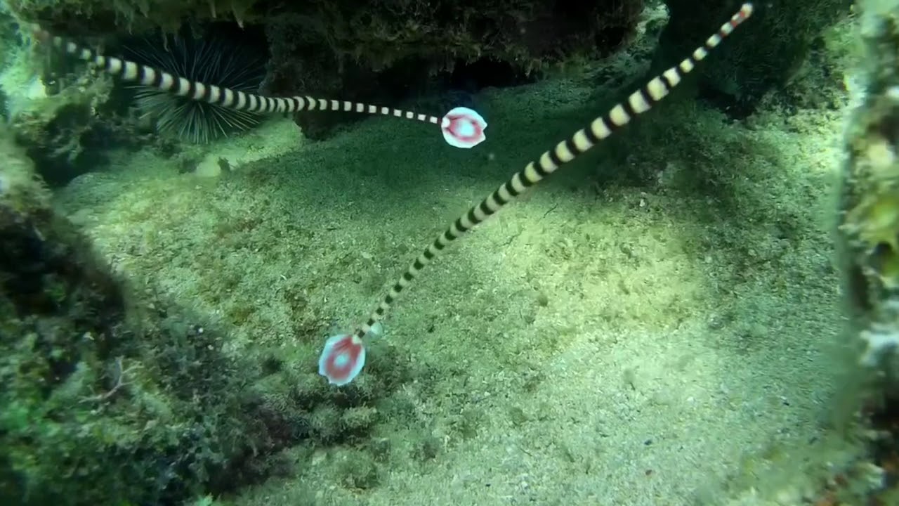 A couple of curious Banded Pipefish.