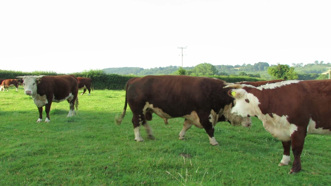 Traditional Hereford Bull
