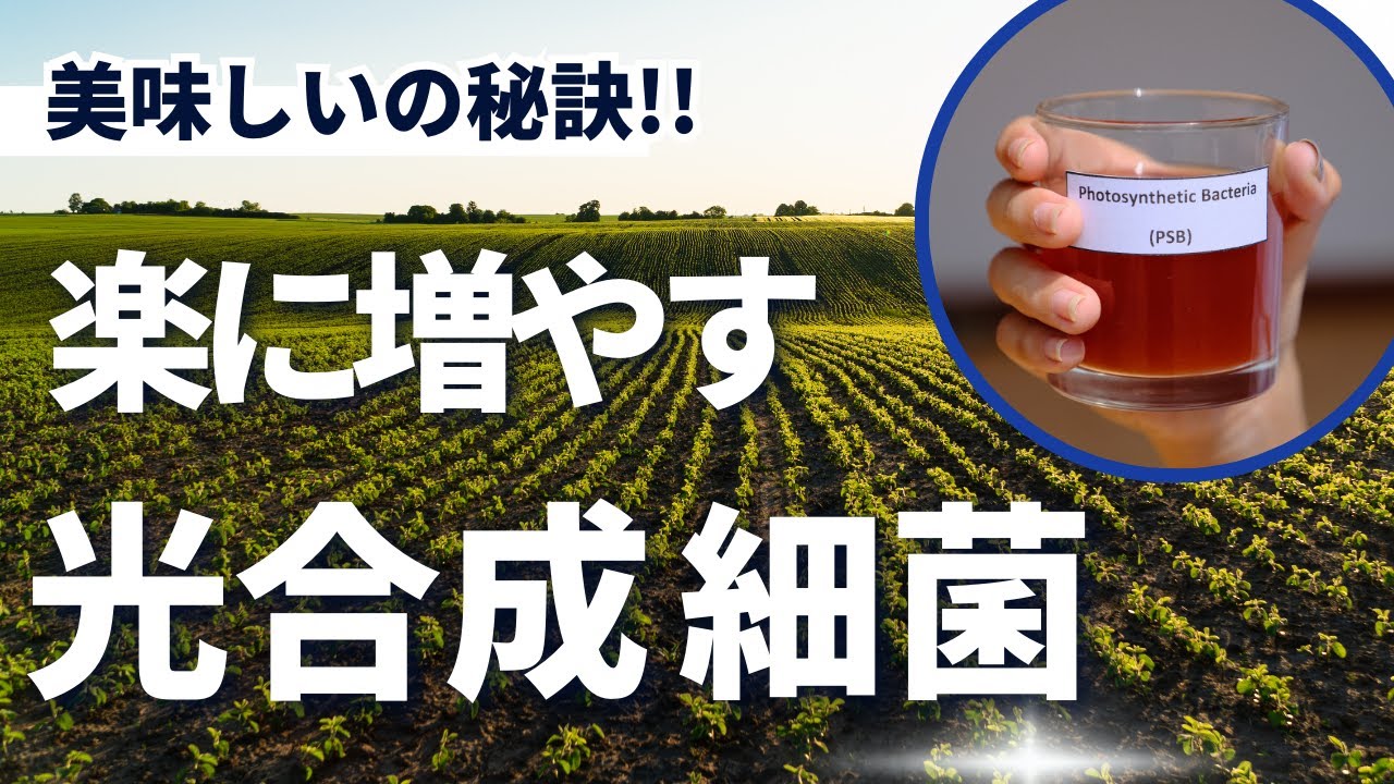 光合成細菌 培養