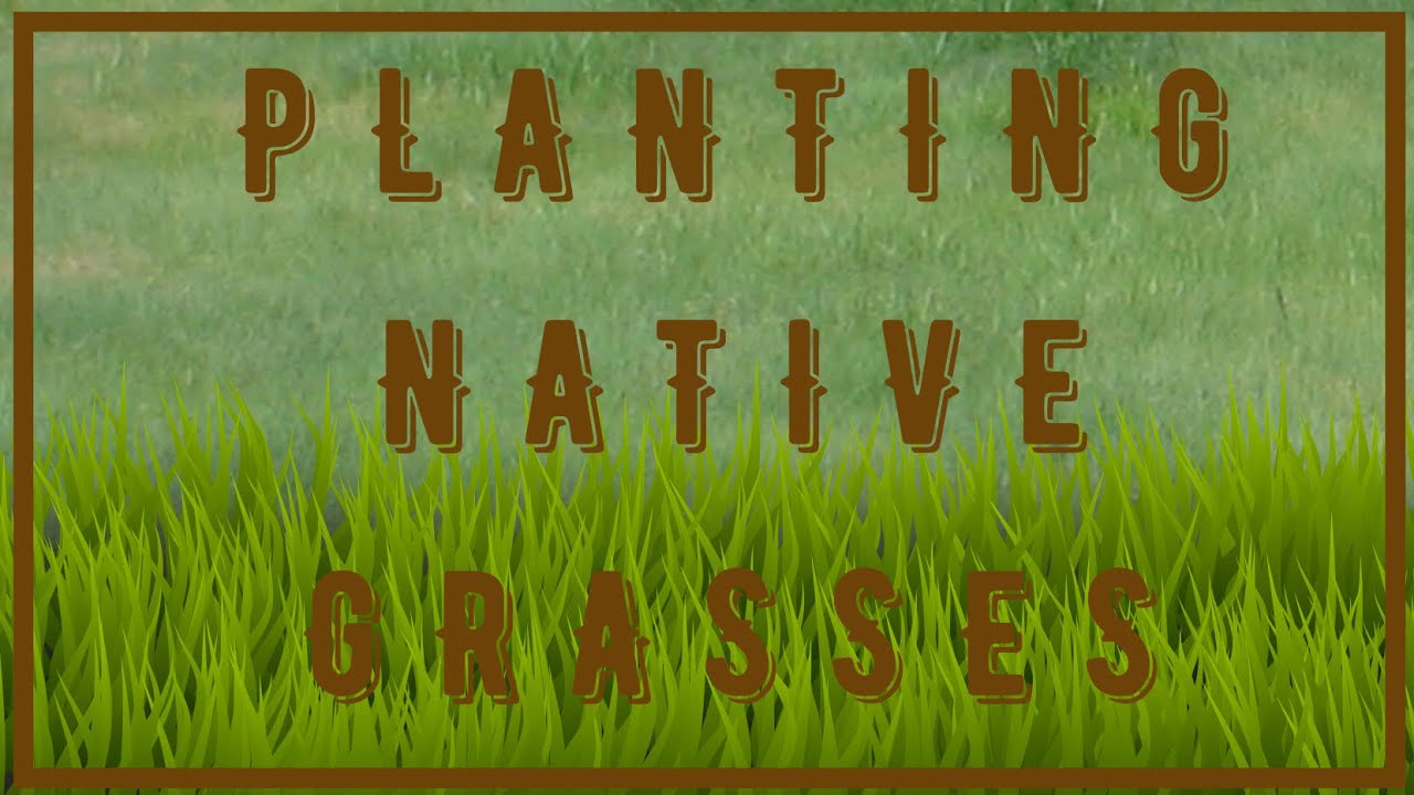 Native Grass Seeding