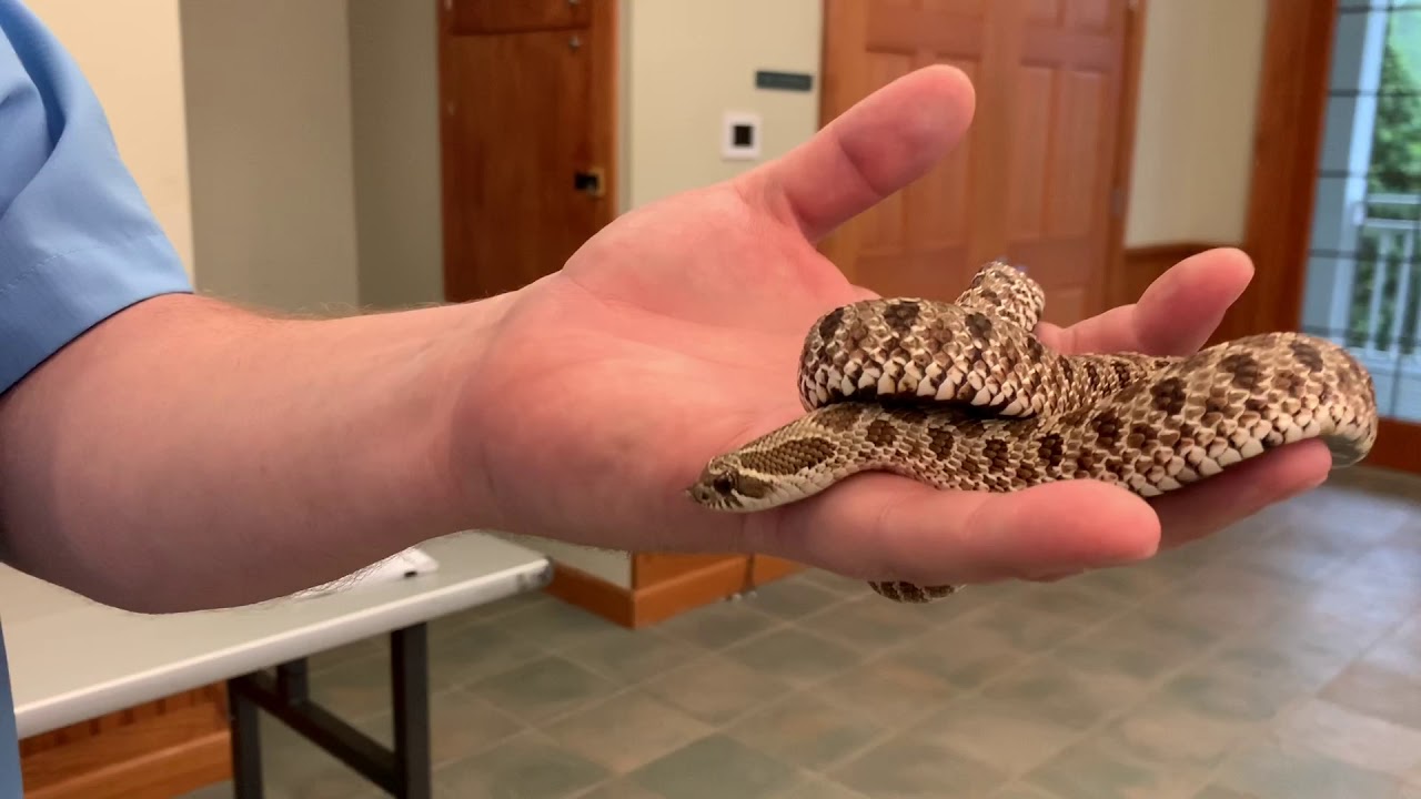 NC Snakes