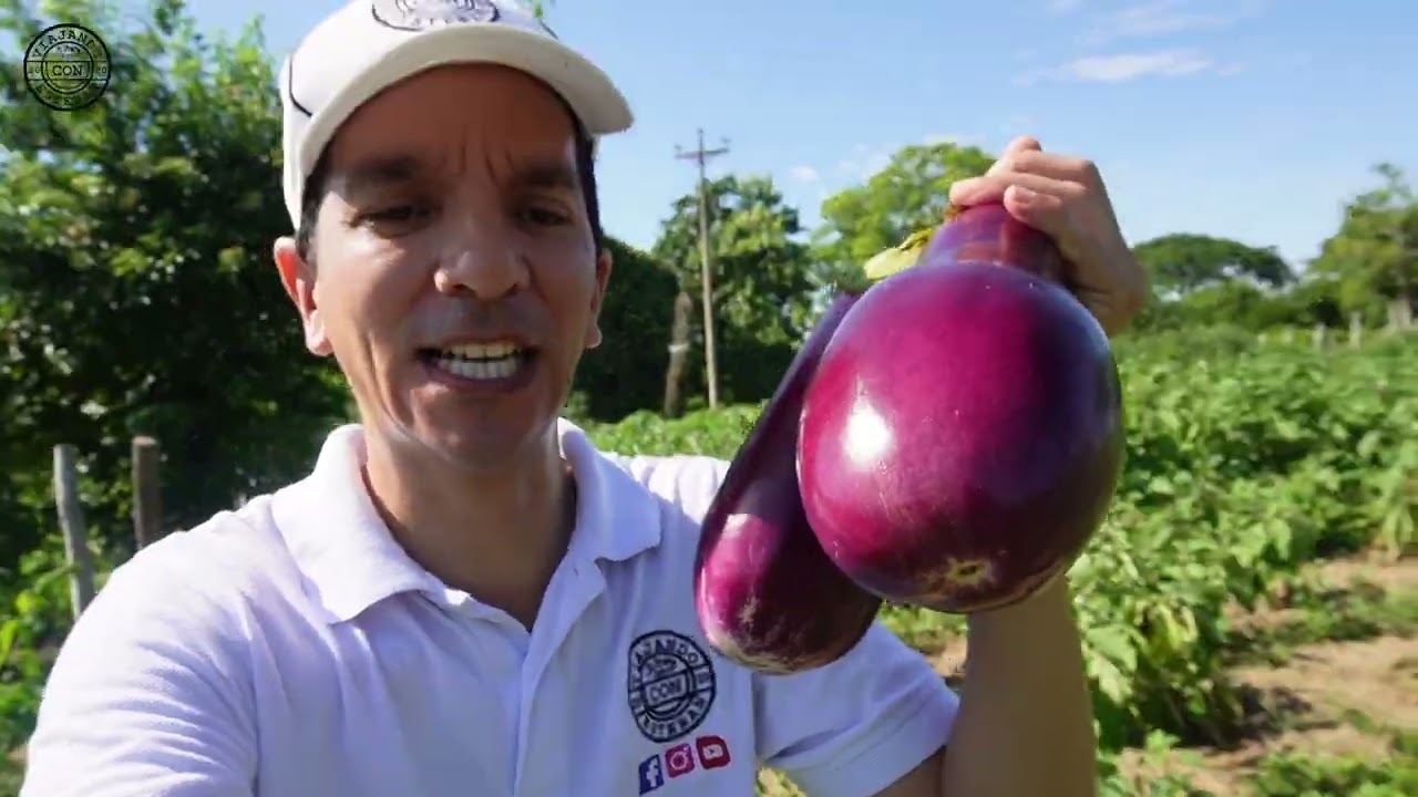 El cultivo de Berenjena en sucre 🍆
