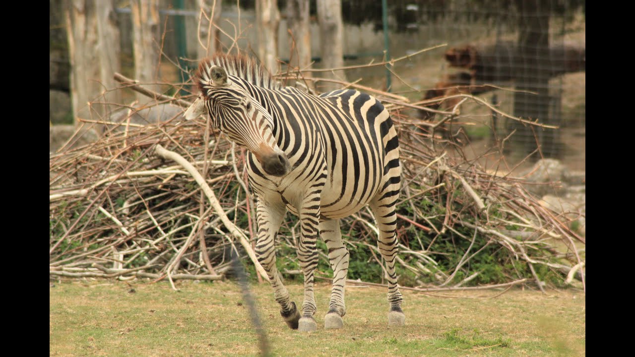 Besuch im Opel Zoo 2022