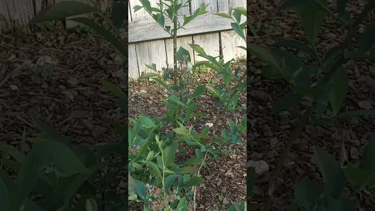 Blueberry Bush.                                         --Gardens and Palms--